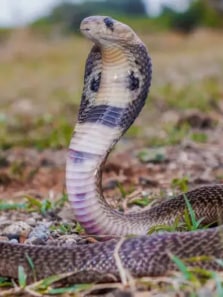 History and Mythology’s 8 Most Powerful Snakes