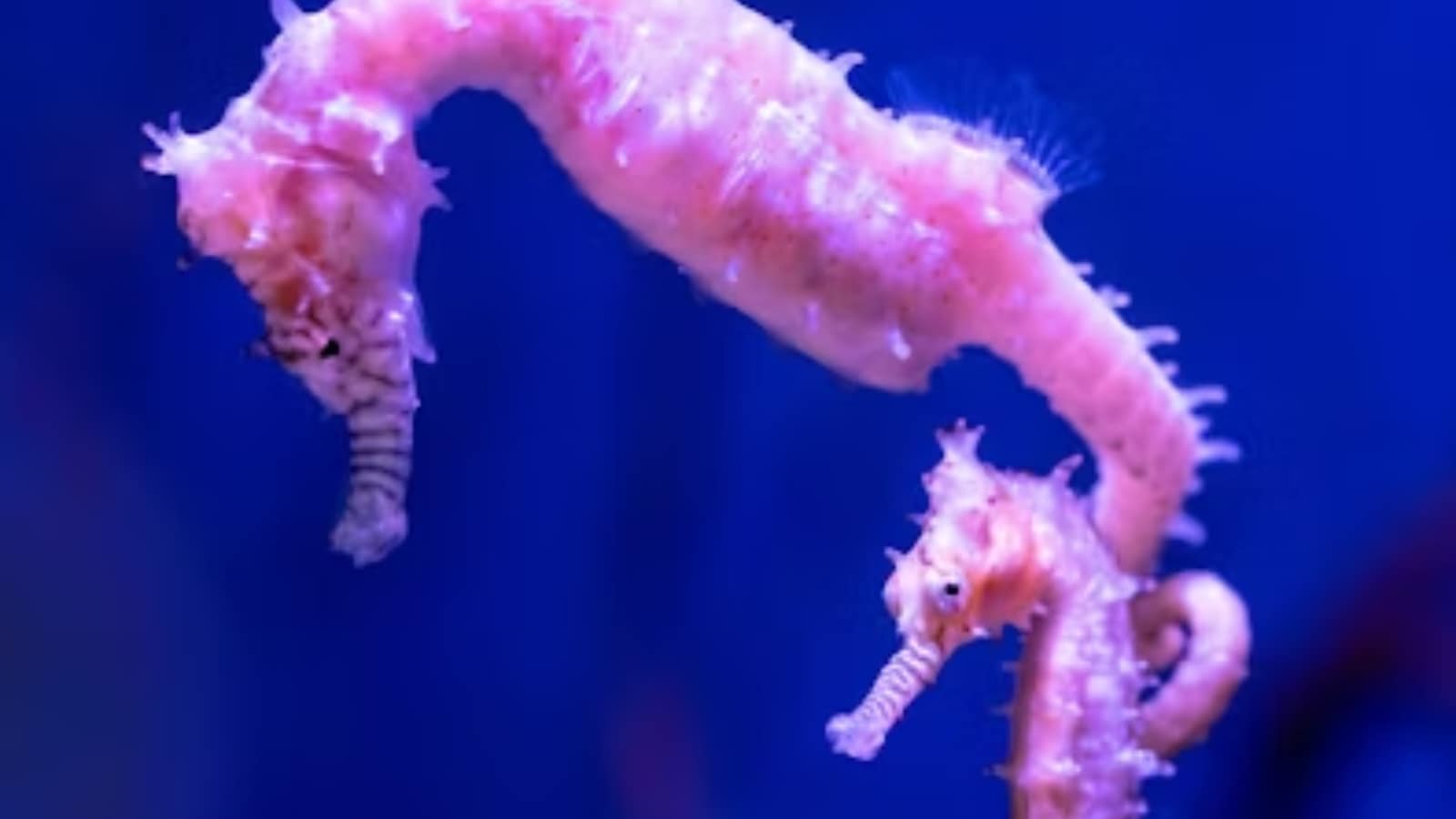 Six fascinating facts about seahorses