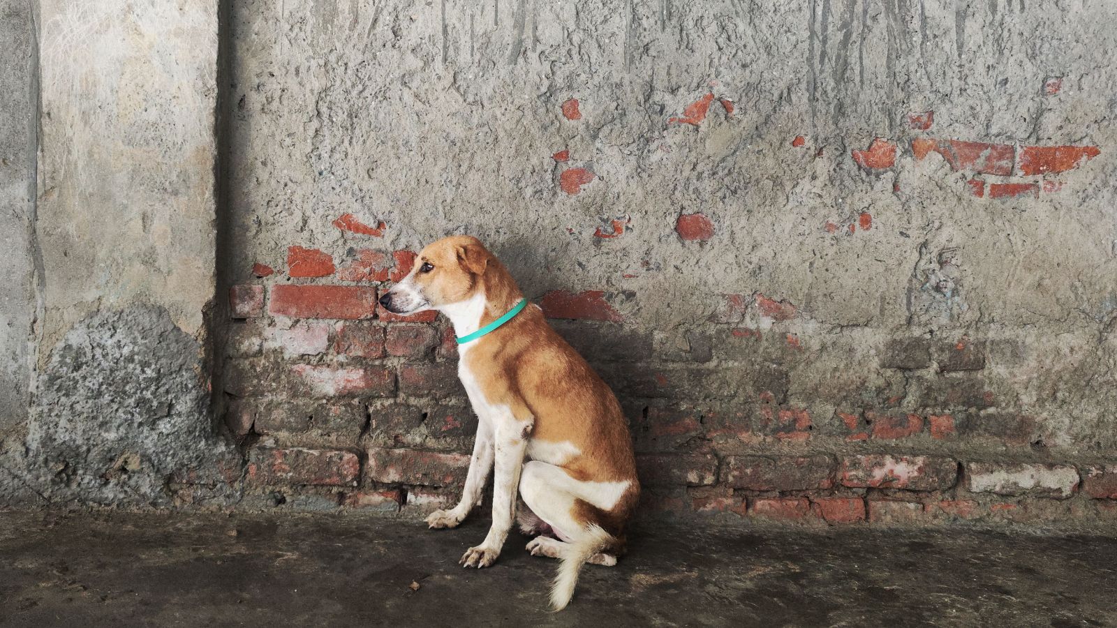 ‘It’s clearly a failure on their part’: Supreme Court says it will impose heavy compensation on states for every stray dog bite death ‘It’s clearly a failure on their part’: Supreme Court says it will impose heavy compensation on states for every stray dog bite death