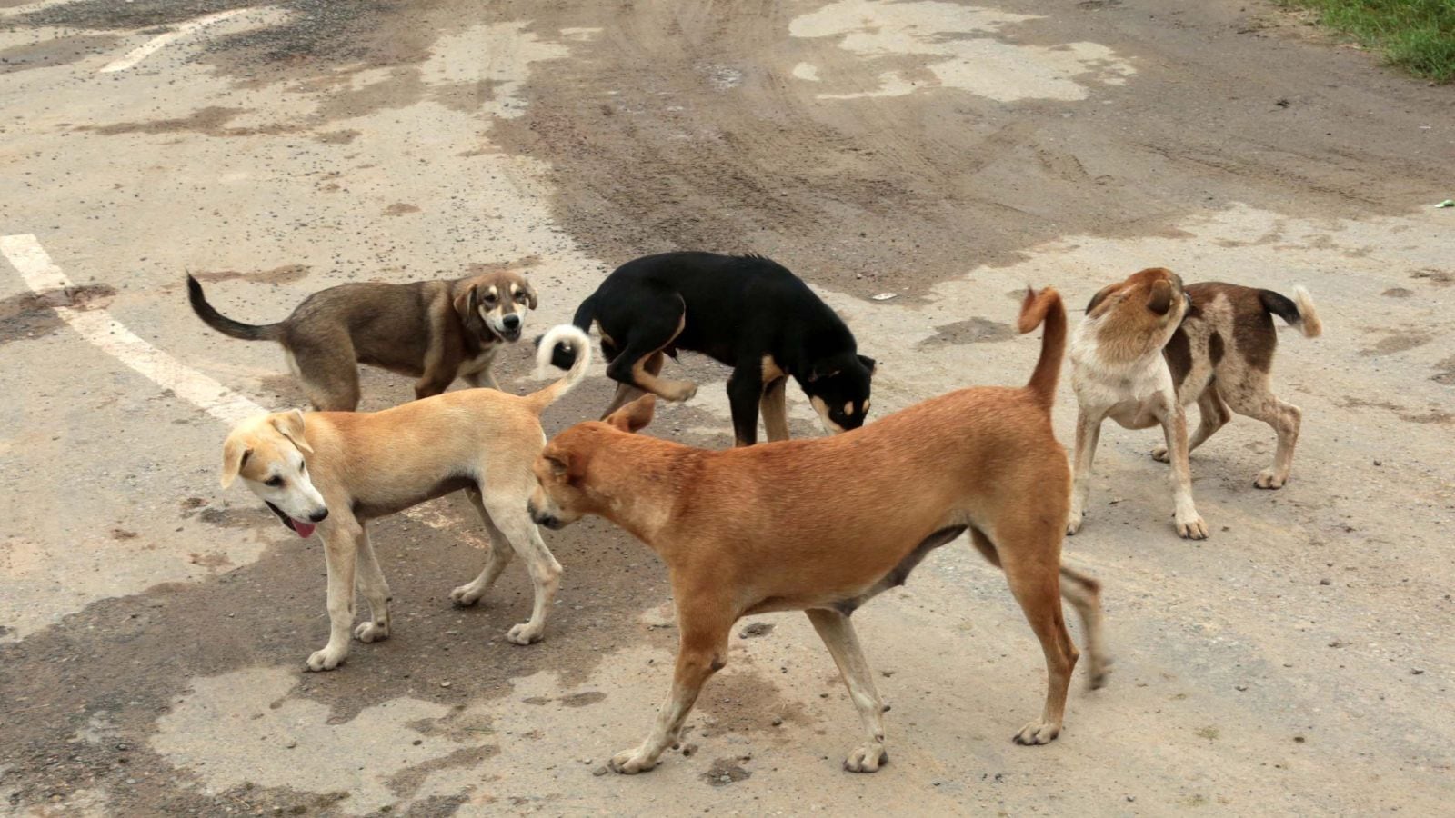 120 stray dogs killed by lethal injection in two Telangana villages, police book sarpanches