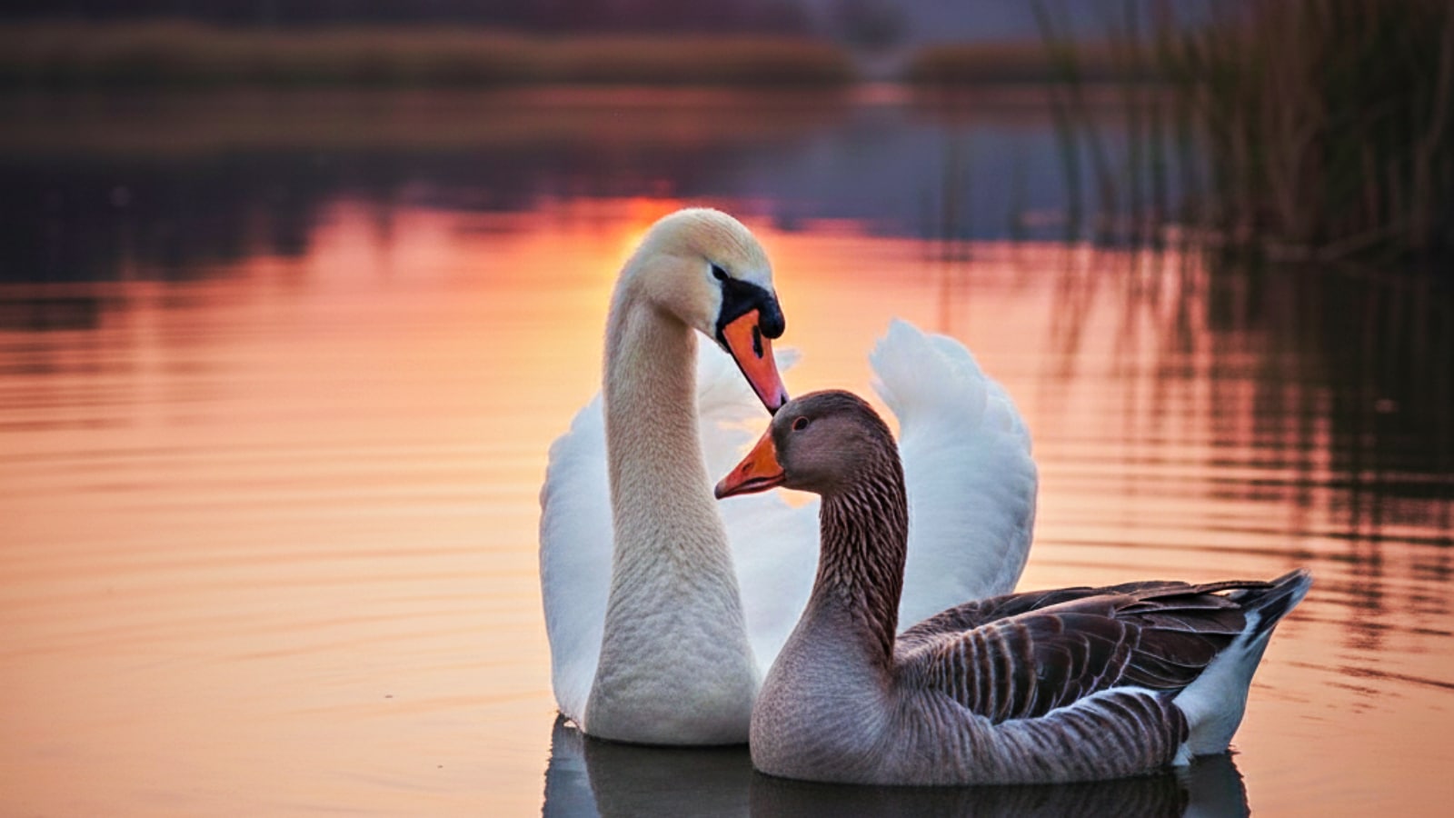 The curious case of cross-species animal bonds