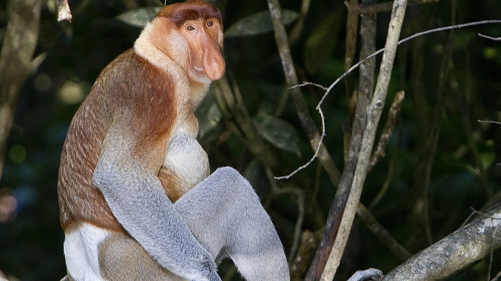 7 monkey species you didn’t know existed