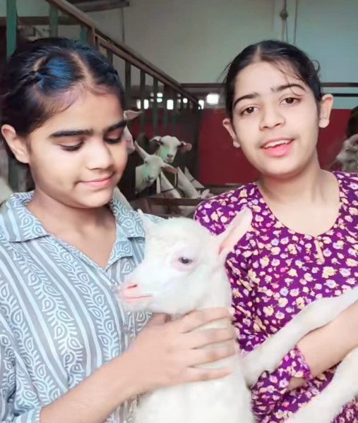 After extensive research, the sisters decided to specialise in the Saanen goat, originally from Switzerland