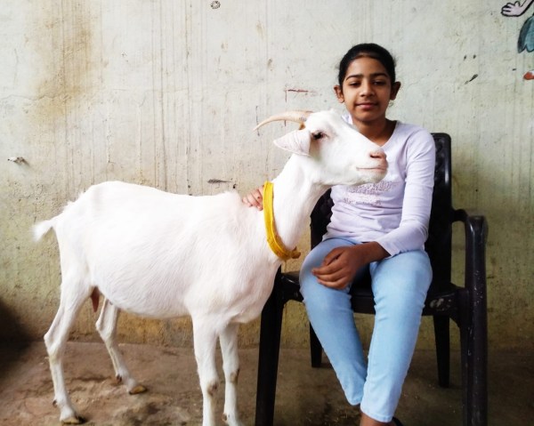 With an investment of Rs 60,000 to Rs 70,000, they bought a few more local goats.
