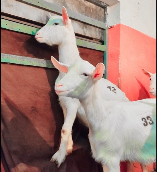 Their grandmother, a nurse familiar with livestock deliveries, provided early practical guidance. (Express Photo)