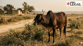 Allahabad high court Cattle