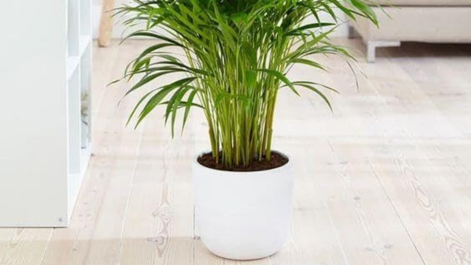 Areca Palm