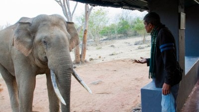 Rivaldo elephant death Mudumalai, Rivaldo tusker rewilding Tamil Nadu, Mark Davidar Rivaldo elephant, Sigur river corridor elephant news, Mudumalai Tiger Reserve iconic tusker, Nilgiris wild elephant freedom, Rivaldo elephant trunk injury, M K Stalin Rivaldo rewilding, Priya Davidar Mudumalai, Indian express news, current affairs