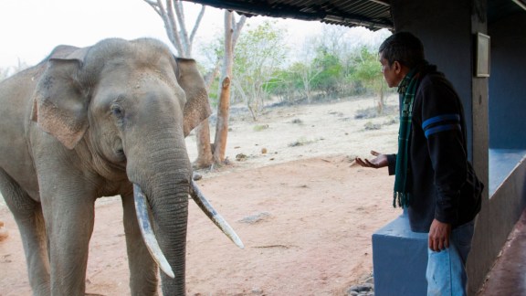 Rivaldo elephant death Mudumalai, Rivaldo tusker rewilding Tamil Nadu, Mark Davidar Rivaldo elephant, Sigur river corridor elephant news, Mudumalai Tiger Reserve iconic tusker, Nilgiris wild elephant freedom, Rivaldo elephant trunk injury, M K Stalin Rivaldo rewilding, Priya Davidar Mudumalai, Indian express news, current affairs