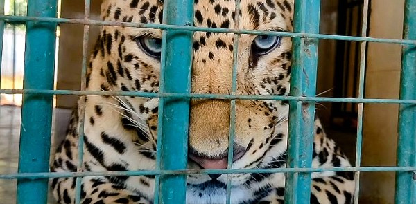 The facility is under CCTV watch and the leopards also undergo scheduled de-worming every four months as well as veterinary checks when needed.