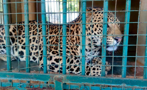 When the rescue centre first started, five leopards from the Pavagadh rescue centre were sent to Jambughoda.
