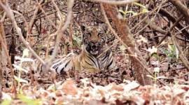 tiger bandipur