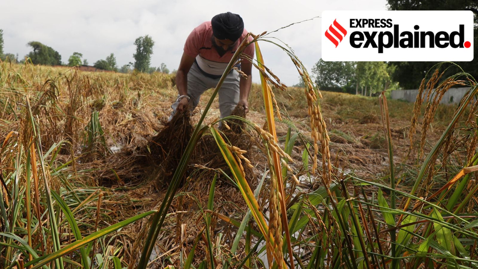 Bharat-VISTAAR, offering farmers crop support in their languages, goes live today
