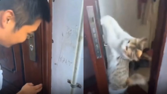 Cat opens door for owner