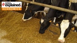 How the US trade deal will change India’s feed market