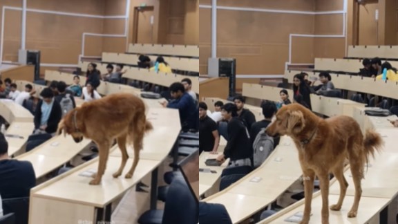 Dog in IIT Bombay classroom