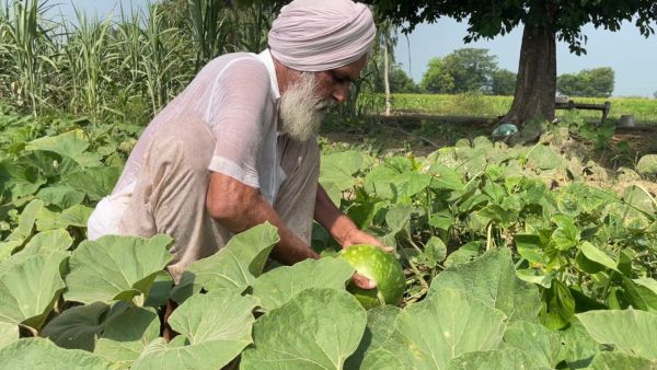 Amarjit Sharma works on his farm, where he began preserving disappearing indigenous seed varieties in 2005 after noticing farmers’ growing dependence on hybrid company seeds.
