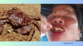Devil crabs are considered among the most poisonous crabs in the Philippines