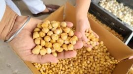 A Saini Majra farmer in Mohali has grown from subsistence farming on 1.5 acres to a four-acre enterprise by cultivating premium Kashmiri garlic, earning up to Rs 23 lakh per acre in seven months.