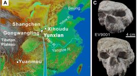 Researchers noted that the Chinese skulls appear to have larger brains than the Georgian fossils, even though they are similar in age. (Image: Science advances)