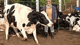 “Livestock contributes nearly 85 per cent of annual methane emissions in the baseline year and emissions are projected to continue rising under a Business-As-Usual (BAU) scenario. For the purpose of the assessment, 2019 was taken as the baseline year,” the study stated.