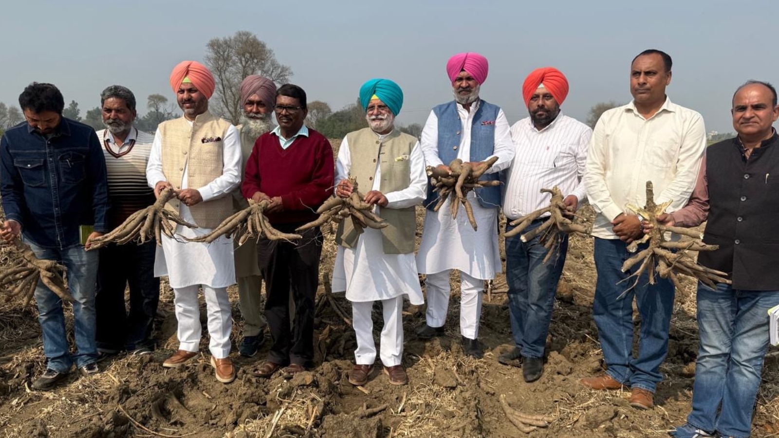 Cassava harvest in Jalandhar signals shift beyond paddy