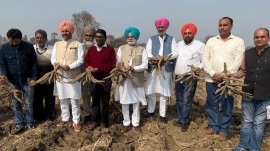 The Cassava tuber initiative was spearheaded by former Punjab minister and Congress MLA Rana Gurjit Singh along with his son Rana Inder Pratap Singh, MLA from Sultanpur Lodhi in Kapurthala district.