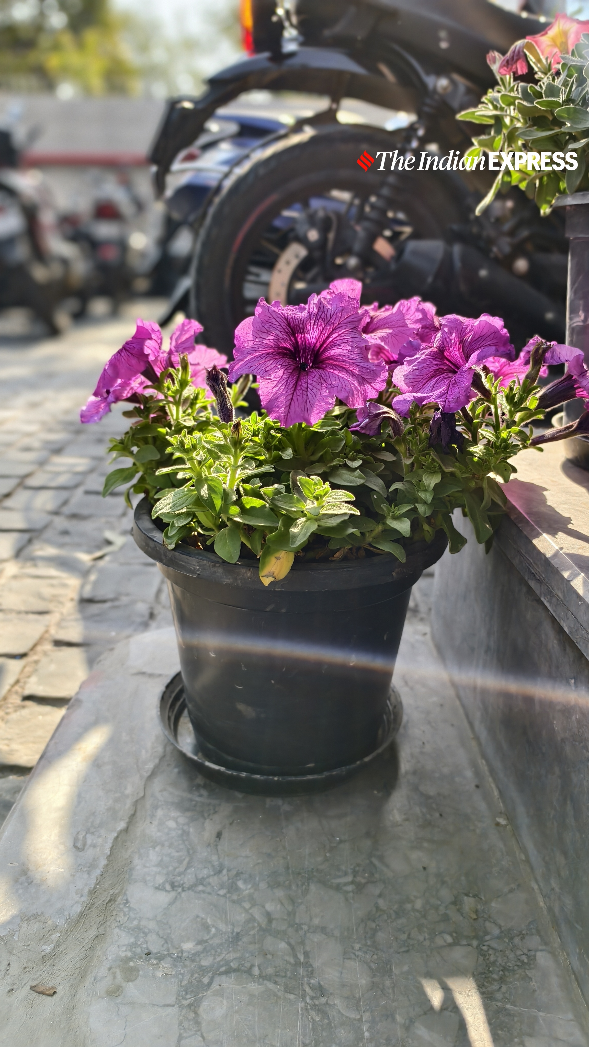 विवो X200T नमूना छवियाँ (छवि: बिजिन जोस/द इंडियन एक्सप्रेस)