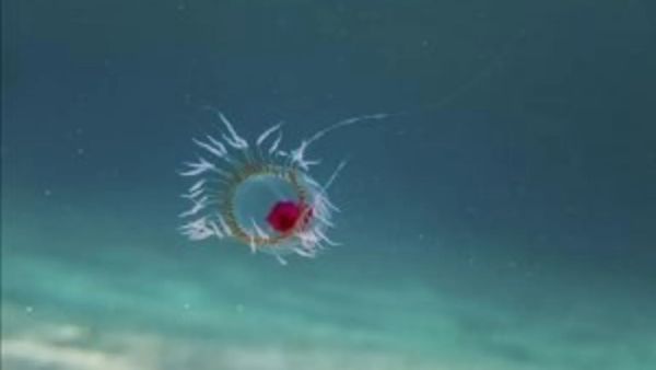 UPSC Essentials | Daily subject-wise quiz : Environment and Geography