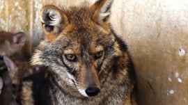 However, internal records reveal lapses in protocol while handling the animal.