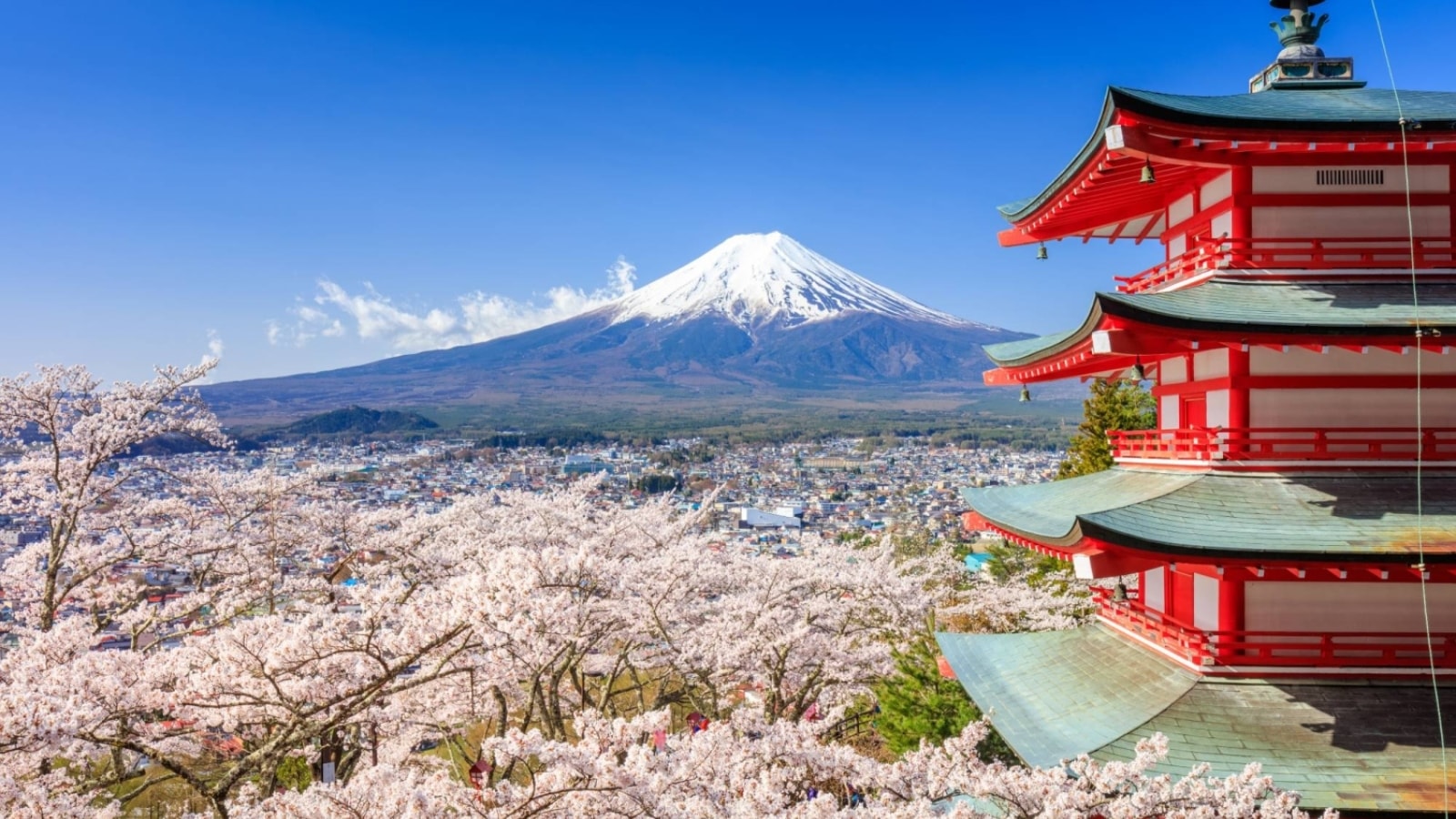 Japan cancels Mount Fuji cherry blossom festival over unruly tourist behaviour: ‘Defecating in private yards’
