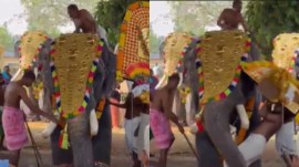 Kerala temple elephant attack