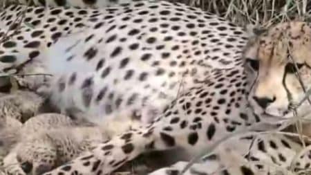 The births take India’s cheetah population to 38, strengthening hopes of a self-sustaining population.