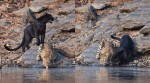 Leopard Black Panther drinking drinking together in Karnataka's Bhadra Reserve