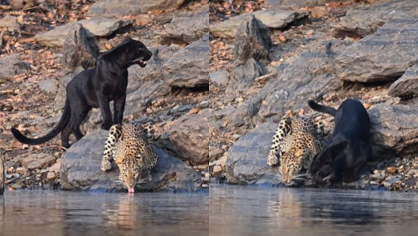 Leopard Black Panther drinking drinking together in Karnataka's Bhadra Reserve