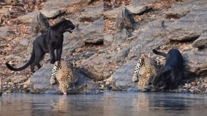 Leopard Black Panther drinking drinking together in Karnataka's Bhadra Reserve