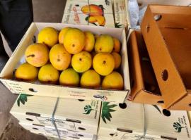 GI-certified Alphonso mangoes from Ratnagiri arrive at Pune’s Gultekdi market.
