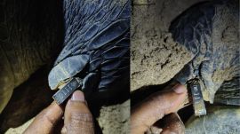 Olive Ridley turtles