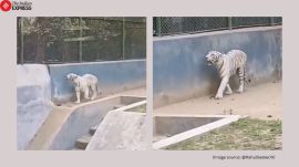Patna Zoo white tiger video