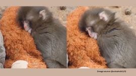 In mid-January, Punch was introduced to a group of macaques at the zoo