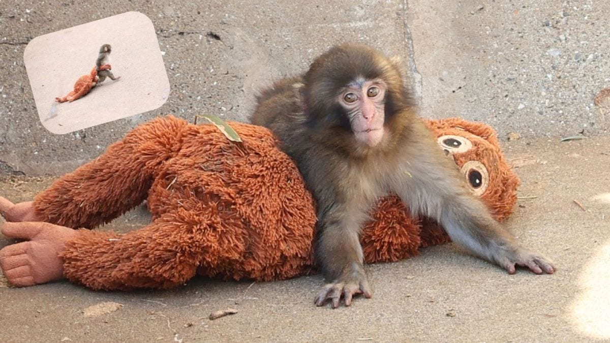 Why millions are rooting for Punch, the baby macaque with a toy