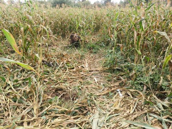 Pune trio crash near Limkheda