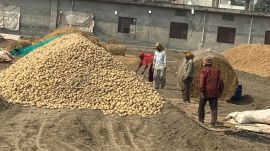 Potato growers in Punjab’s Doaba reel under price crash as input costs outstrip market rates, leaving farmers struggling to recover even basic expenses. (Express File Photo for representation)