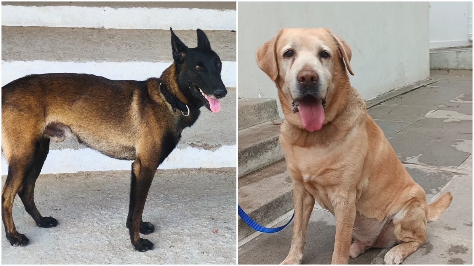 Meet Rado and Rana: Cyberabad’s newest K9 recruits joining fight against drugs and explosives