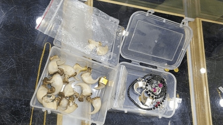 Sources said that the leopard claws and teeth concealed inside the shops, and were to be used in amulets, lockets and ornamental jewellery.