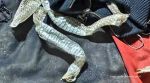 Snake skin in UP village
