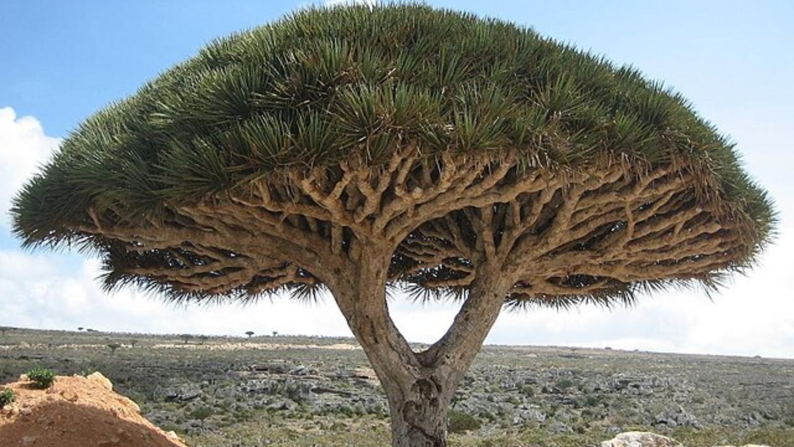 Most otherworldly trees and where to find them