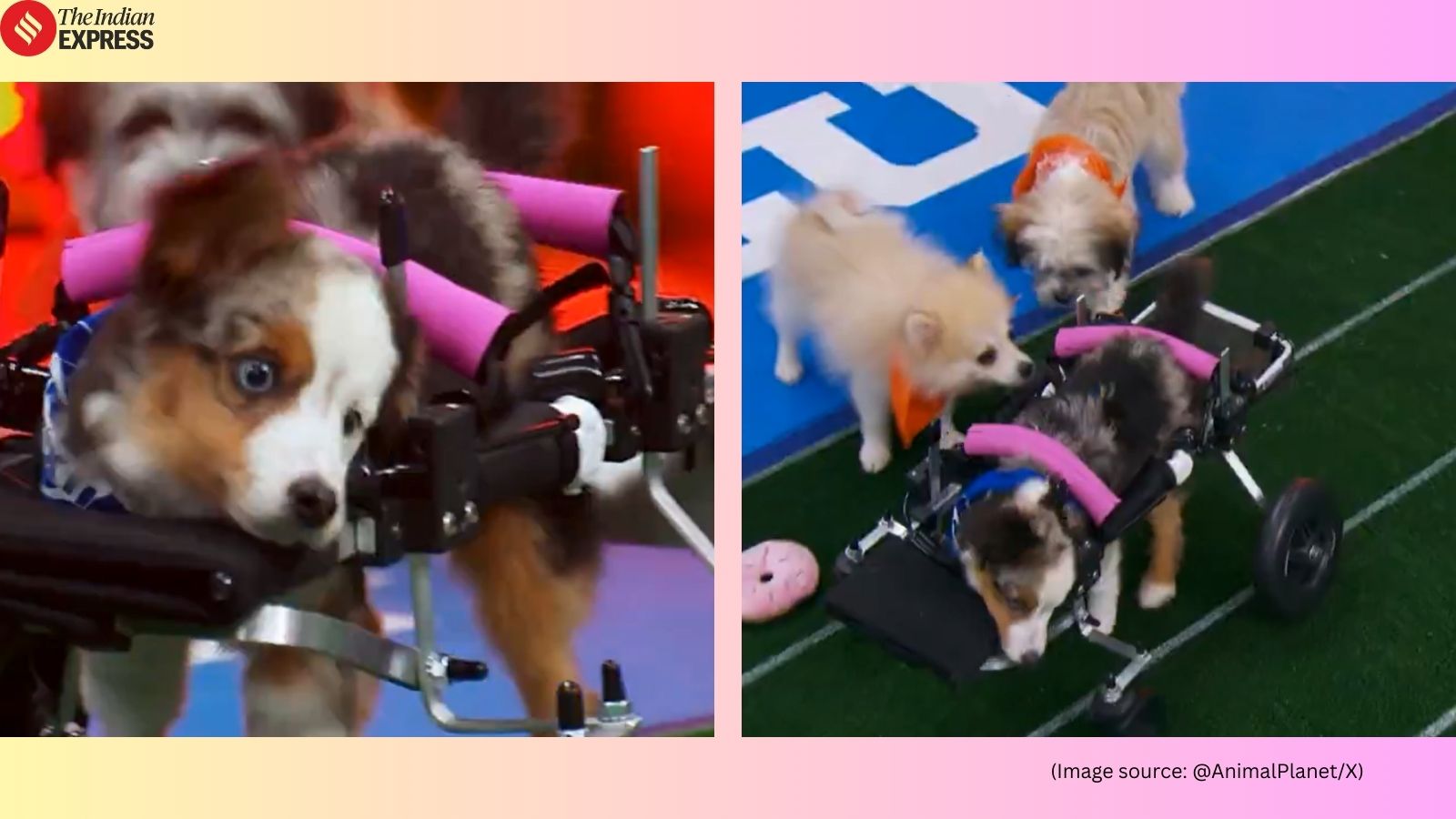 ‘Was still such a happy girl’: Teigan, the wheelchair-using Puppy Bowl XXII viral rescue dog, who died before episode aired