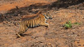 Forest officials shifted the tiger’s carcass to the Transit Treatment Centre at Seminary Hills for post-mortem.