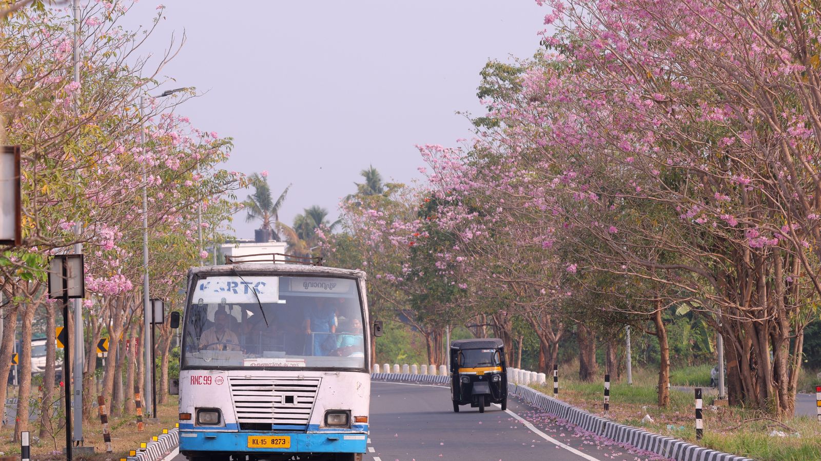 ‘Bengaluru or Japan?’: Pink trumpet trees spotted in Kochi